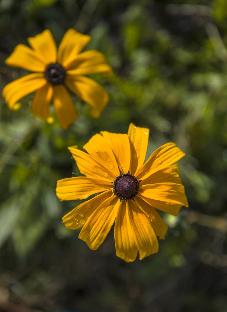 Kwiat rudbekia