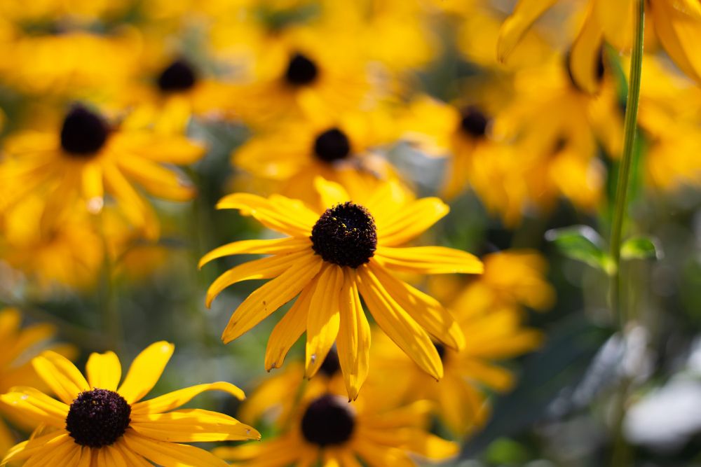 Kwiaty rudbekia