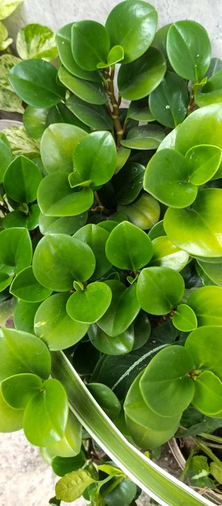 Peperomia obtusifolia