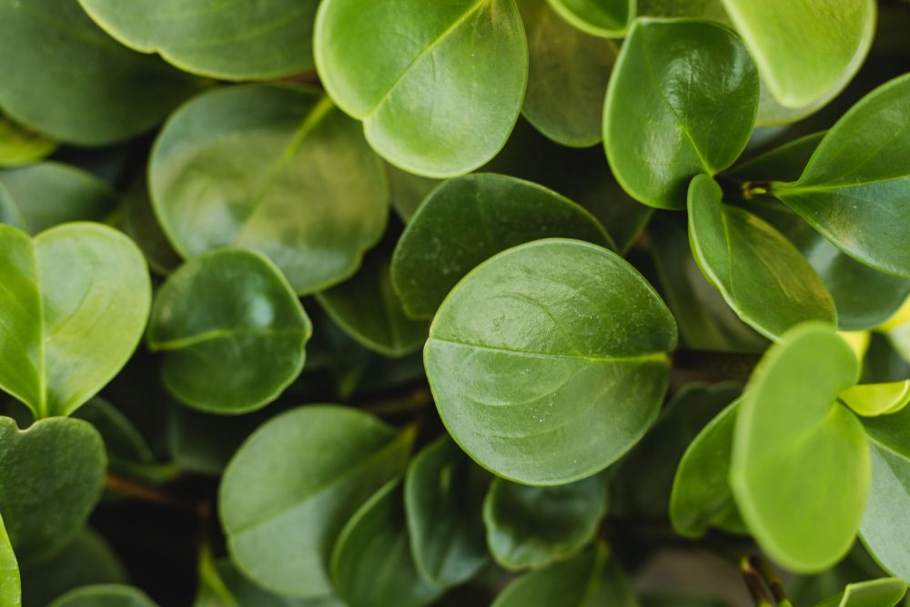 Peperomia tępolistna choroby