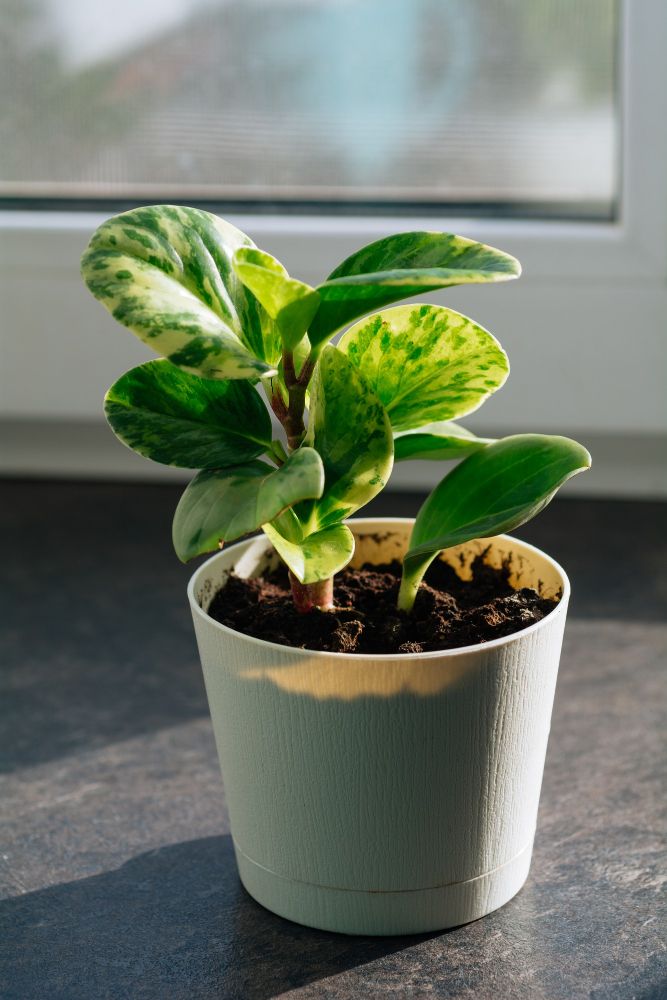 Peperomia tępolistna kwiaty