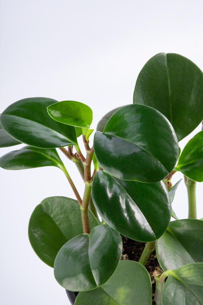 Peperomia tępolistna kwitnienie