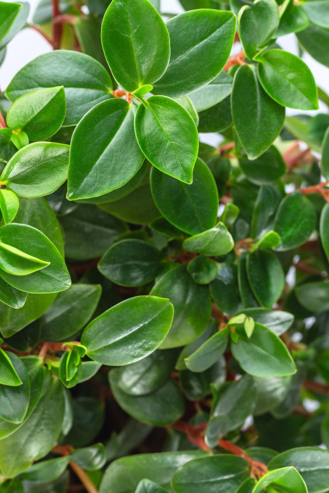 Peperomia tępolistna rozmnażanie