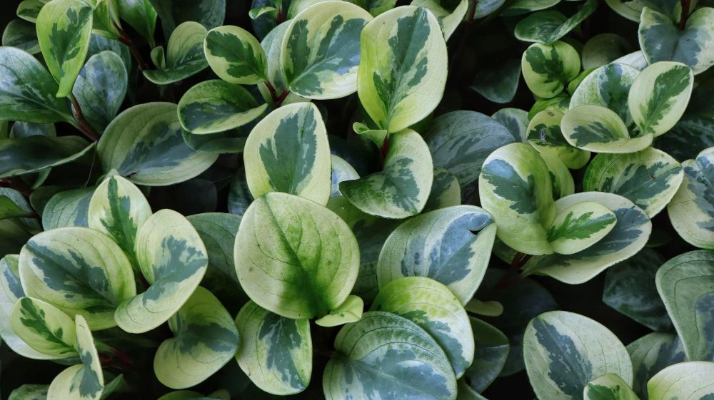 Peperomia tępolistna variegata