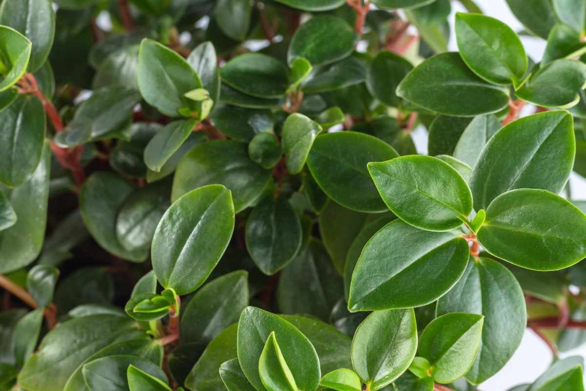 Peperomia tępolistna