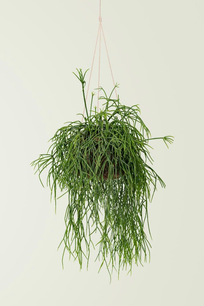 Rhipsalis baccifera