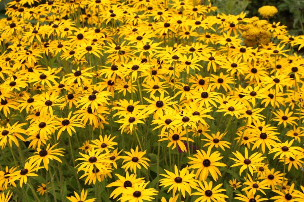 Rudbekia