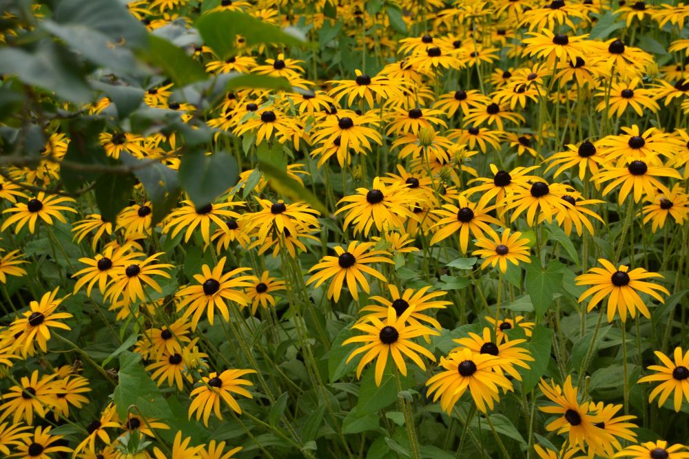 Rudbekia błyskotliwa