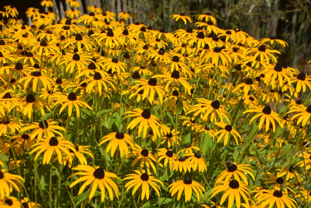 Rudbekia uprawa