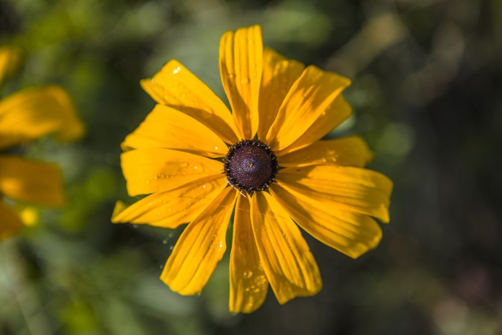 Rudbekia zimowanie