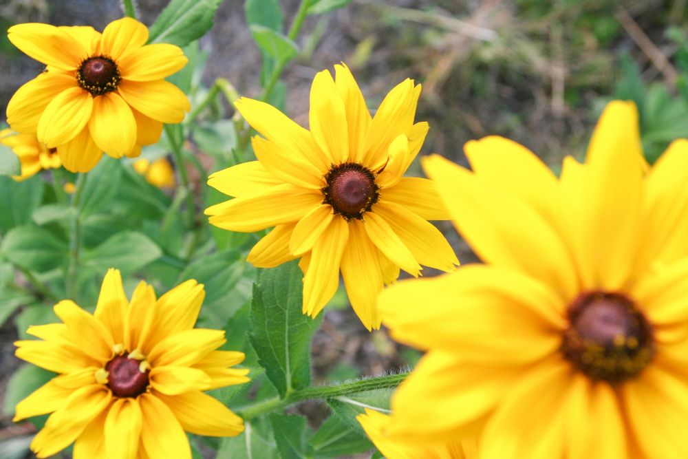 Rudbekie błyskotliwe