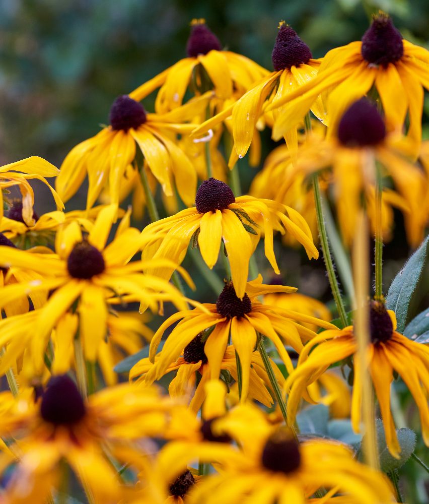 Rudbekie odmiany