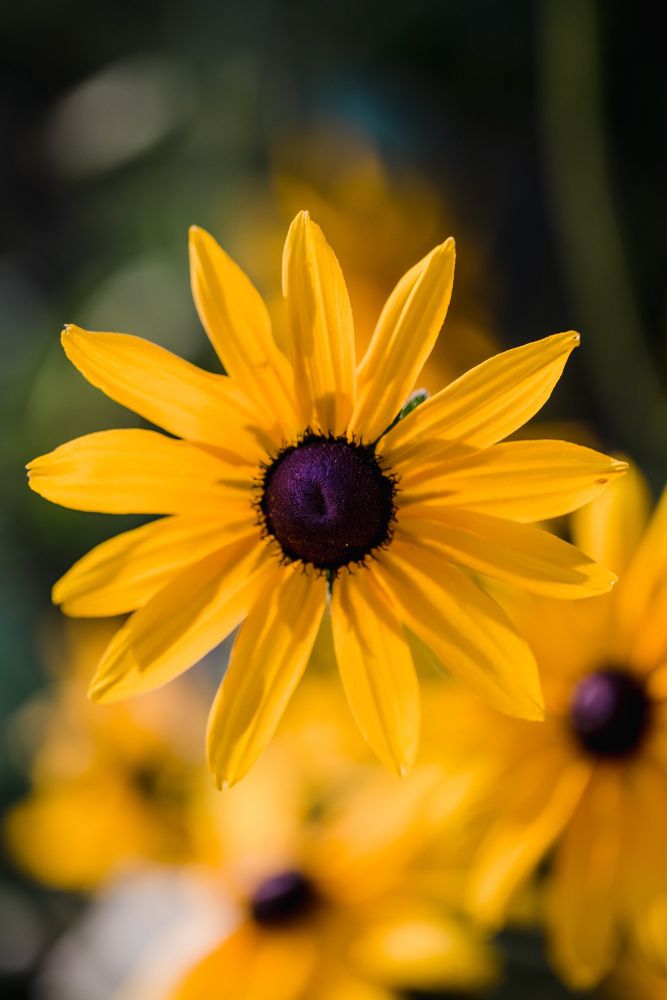Rudbekie