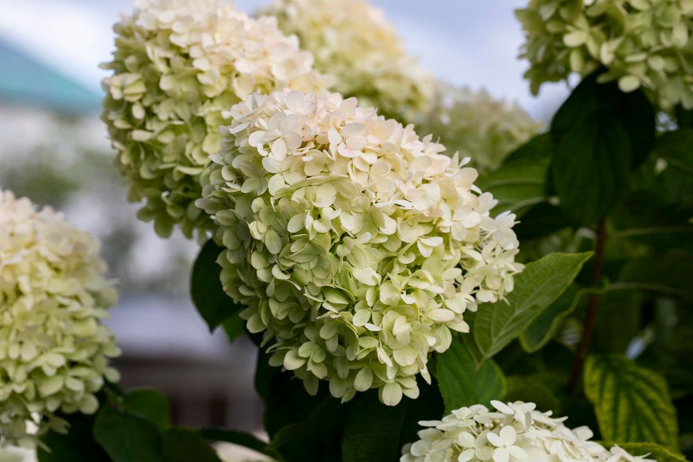 Hortensja bukietowa wymagania