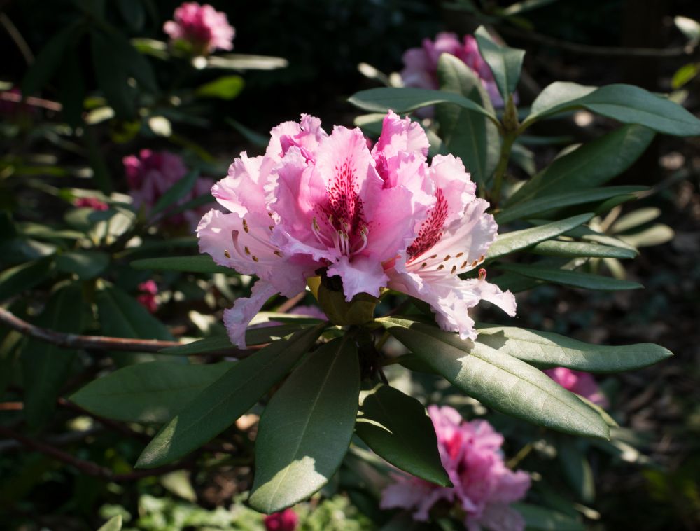 Kiedy kwitną rododendrony