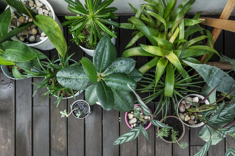 Kiedy można wystawić kwiaty na balkon