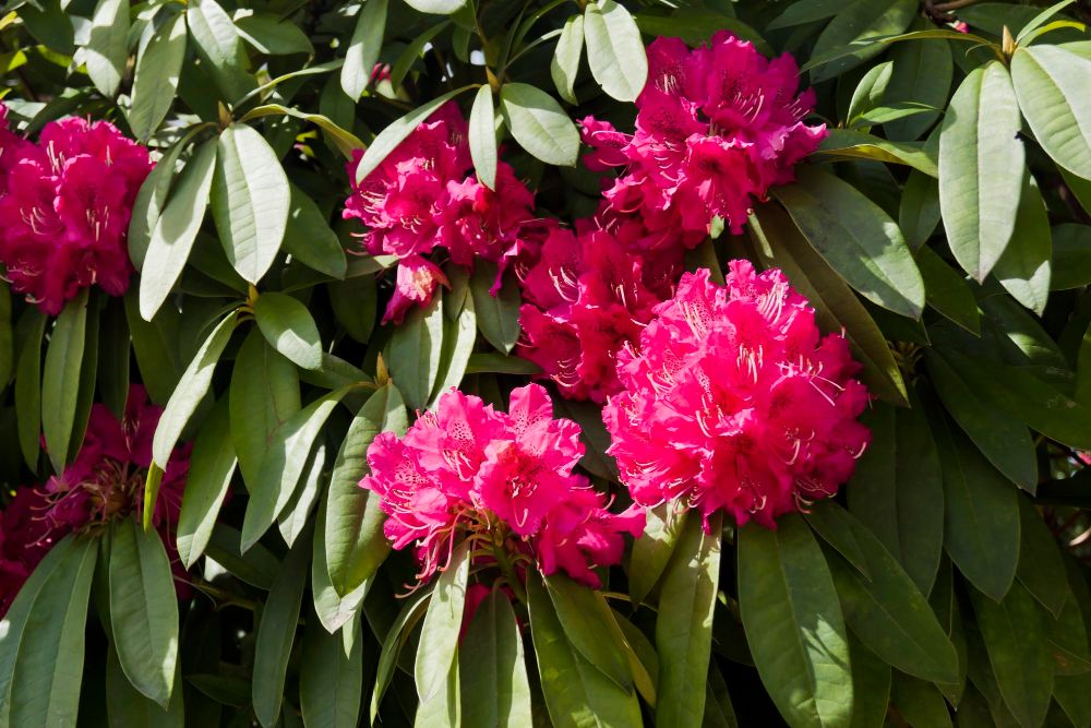 Kiedy przesadzić rododendron
