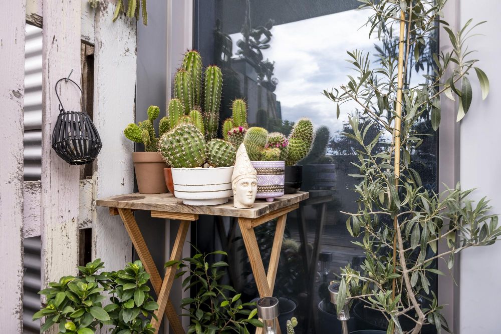 Które kwiaty domowe można na balkon