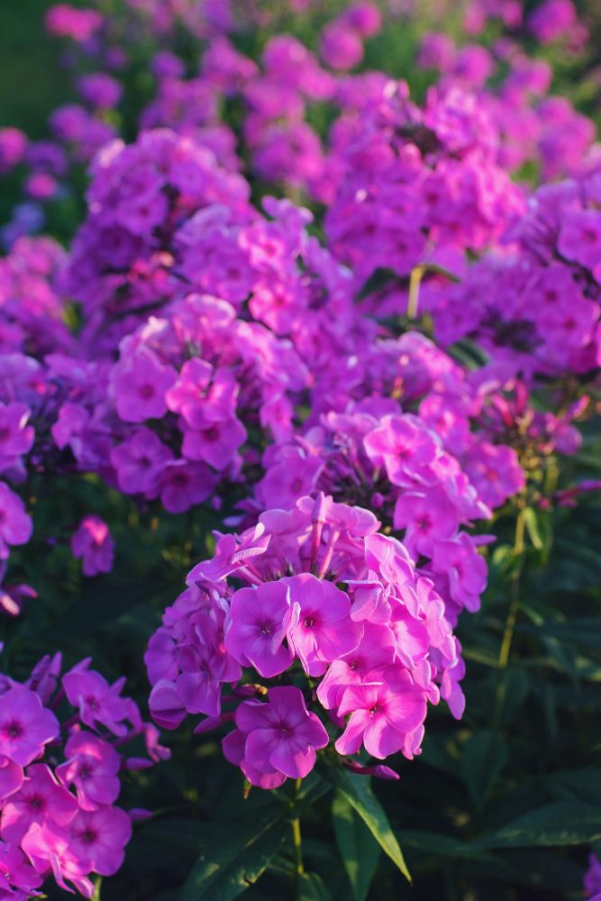 Phlox paniculata