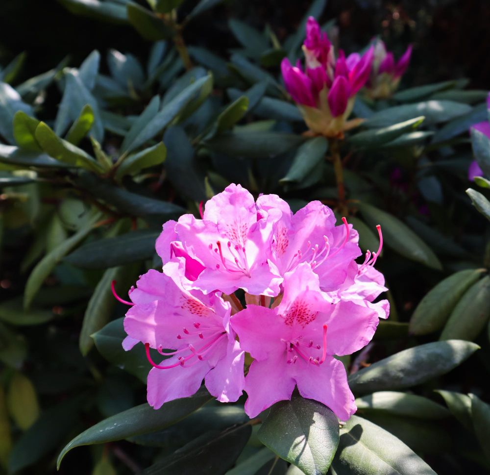 Rododendron cena
