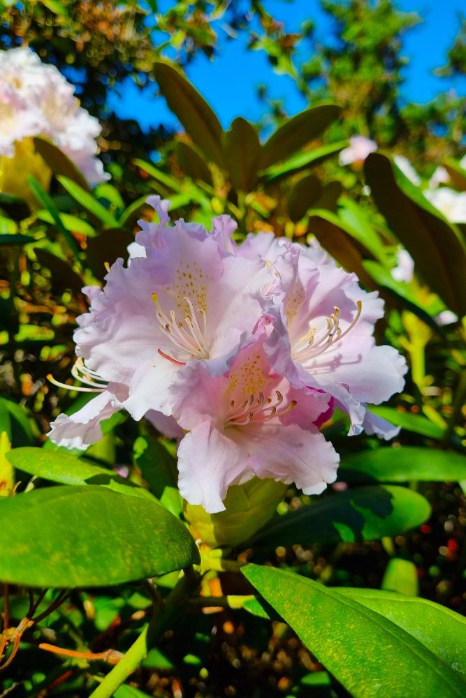 Rododendron odmiany