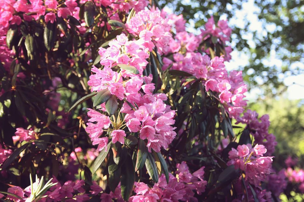 Rododendron uprawa