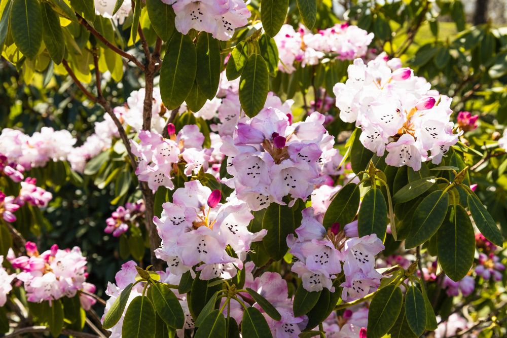 Rododendron w donicy