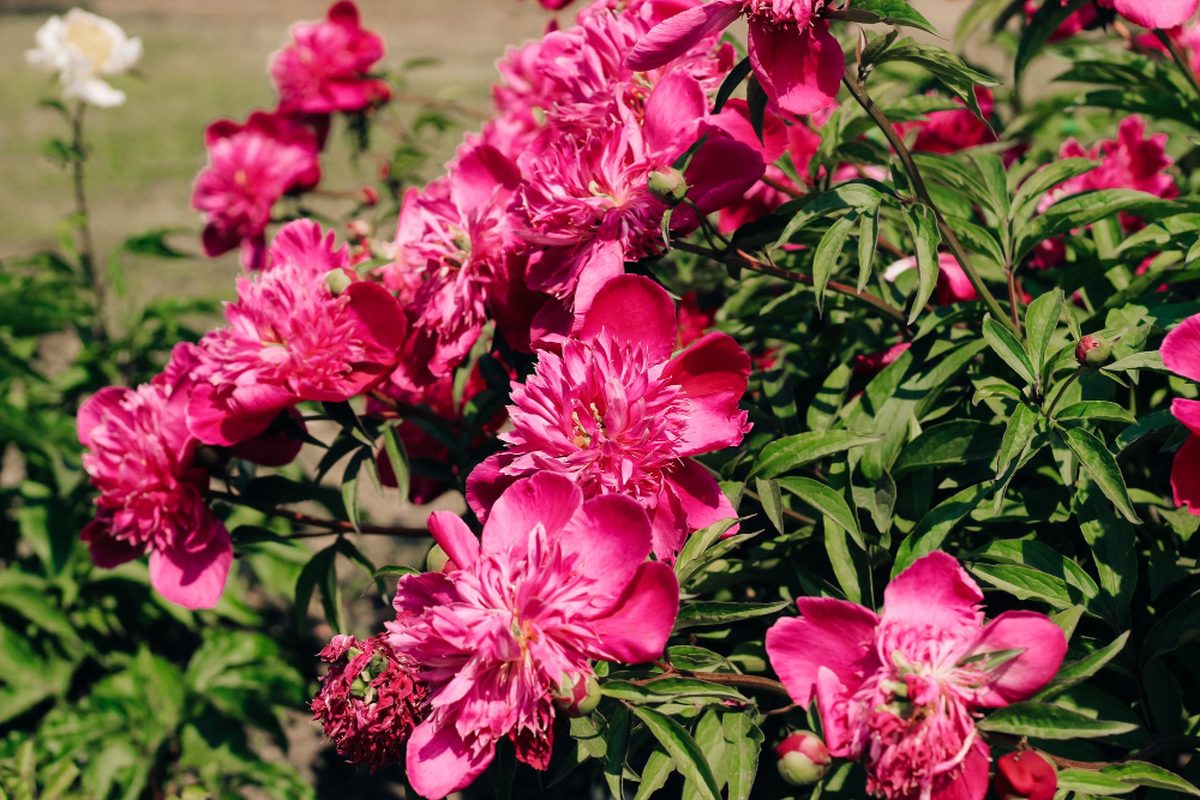 Rododendron