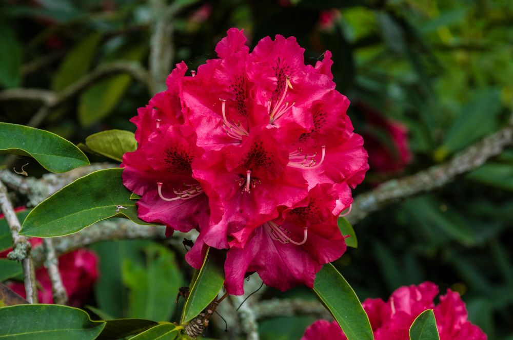 Rododendrony choroby